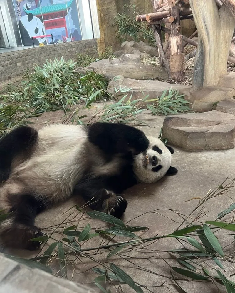 Chengdu Travel Guide: Sichuan's Capital Is Weirder and Better Than You Think